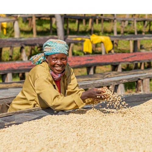 En glad kvinna vid torkbordet som sorterar kaffe i Rwanda